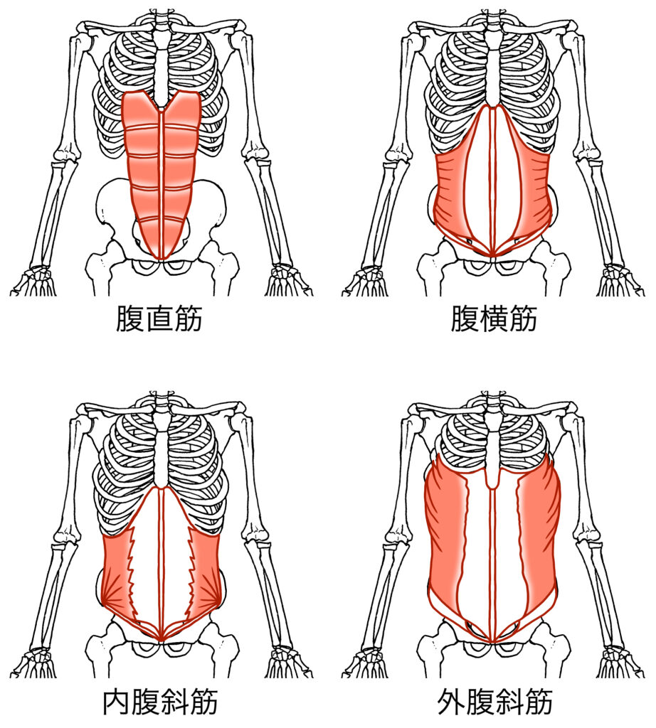 腹筋の解剖図